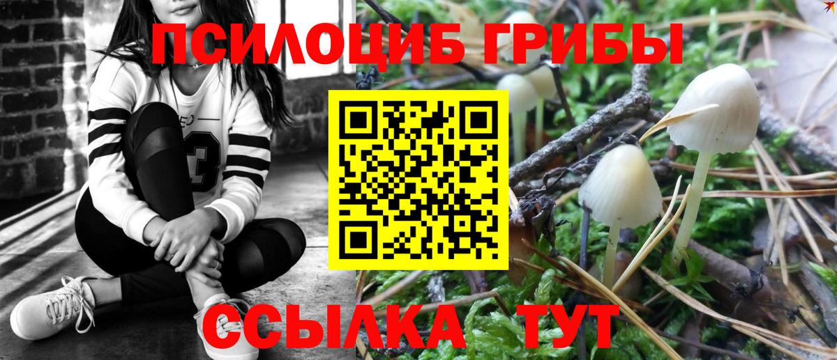 Псилоцибиновые грибы Psilocybe Котлас